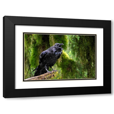 Raven-Anan Creek-Wrangell-Alaska Black Modern Wood Framed Art Print with Double Matting by Engelbrecht, Jim