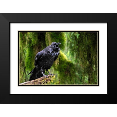 Raven-Anan Creek-Wrangell-Alaska Black Modern Wood Framed Art Print with Double Matting by Engelbrecht, Jim