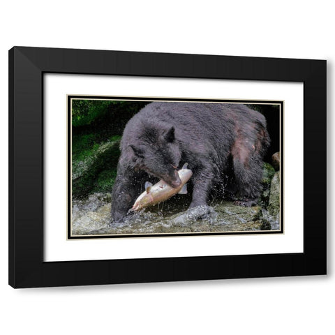 Black Bear-Salmon run-Anan Creek-Wrangell-Alaska-USA Black Modern Wood Framed Art Print with Double Matting by Engelbrecht, Jim
