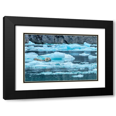 Harbor Seal-LeConte Bay-Alaska-USA Black Modern Wood Framed Art Print with Double Matting by Engelbrecht, Jim