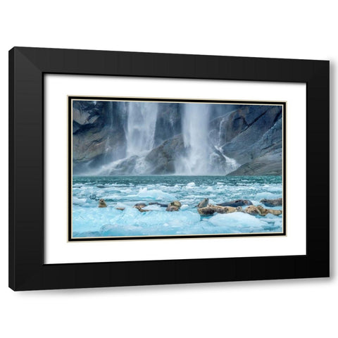 Waterfall-Harbor Seal-LeConte Bay-Alaska Black Modern Wood Framed Art Print with Double Matting by Engelbrecht, Jim