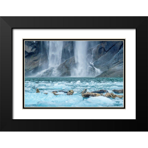 Waterfall-Harbor Seal-LeConte Bay-Alaska Black Modern Wood Framed Art Print with Double Matting by Engelbrecht, Jim