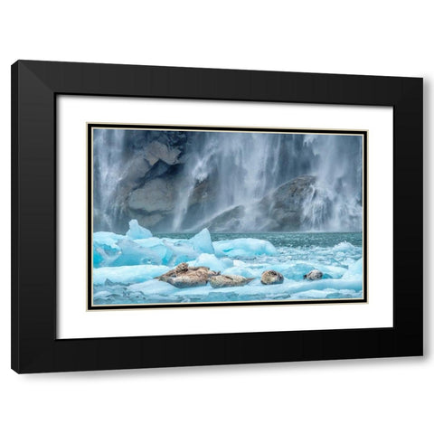 Waterfall-Harbor Seal-LeConte Bay-Alaska Black Modern Wood Framed Art Print with Double Matting by Engelbrecht, Jim