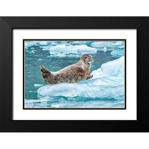 Harbor Seal-LeConte Bay-Alaska-USA Black Modern Wood Framed Art Print with Double Matting by Engelbrecht, Jim