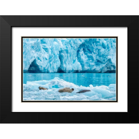 LeConte Glacier-Harbor Seal-LeConte Bay-Alaska-USA Black Modern Wood Framed Art Print with Double Matting by Engelbrecht, Jim
