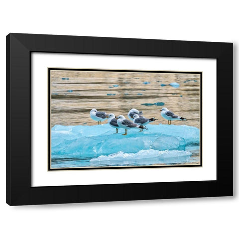 Seagulls on glacial ice-LeConte Bay-Alaska Black Modern Wood Framed Art Print with Double Matting by Engelbrecht, Jim