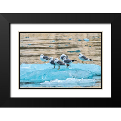 Seagulls on glacial ice-LeConte Bay-Alaska Black Modern Wood Framed Art Print with Double Matting by Engelbrecht, Jim