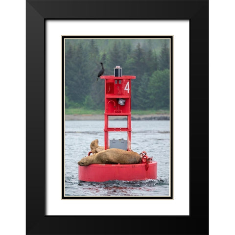 Cormorant and Steller sea lion-Ernest Sound-Wrangell-Alaska Black Modern Wood Framed Art Print with Double Matting by Engelbrecht, Jim