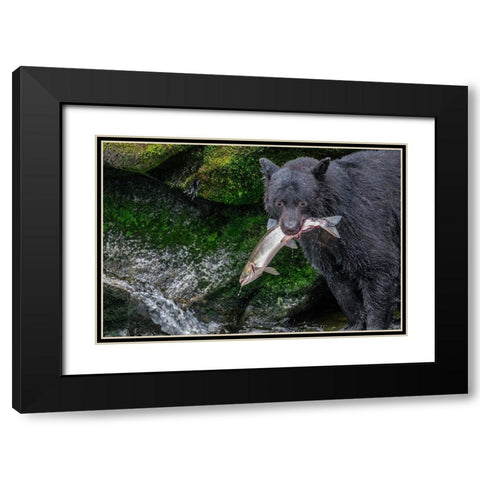 Black Bear-Salmon run-Anan Creek Wrangell-Alaska-USA Black Modern Wood Framed Art Print with Double Matting by Engelbrecht, Jim