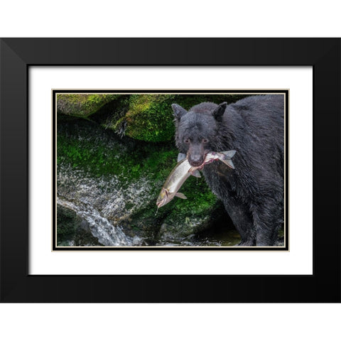 Black Bear-Salmon run-Anan Creek Wrangell-Alaska-USA Black Modern Wood Framed Art Print with Double Matting by Engelbrecht, Jim