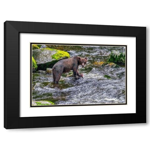 Grizzly Bear-salmon run-Anan Creek-Wrangell-Alaska-USA Black Modern Wood Framed Art Print with Double Matting by Engelbrecht, Jim