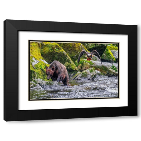 Grizzly Bear-salmon run-Anan Creek-Wrangell-Alaska-USA Black Modern Wood Framed Art Print with Double Matting by Engelbrecht, Jim