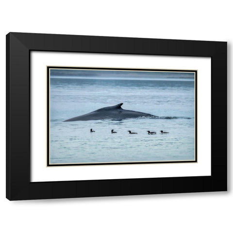 Humpback Whale-Ernest Sound-Wrangell-Alaska-USA Black Modern Wood Framed Art Print with Double Matting by Engelbrecht, Jim