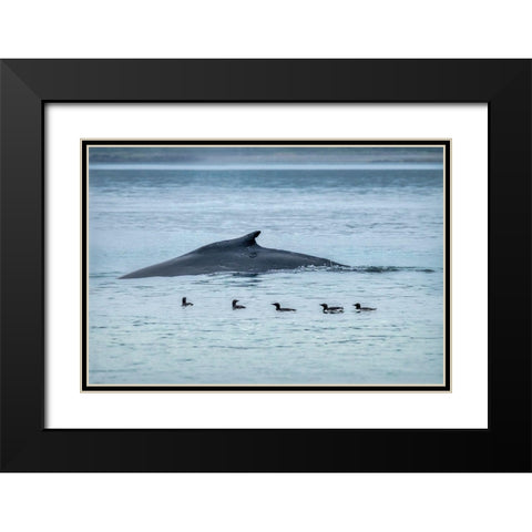 Humpback Whale-Ernest Sound-Wrangell-Alaska-USA Black Modern Wood Framed Art Print with Double Matting by Engelbrecht, Jim