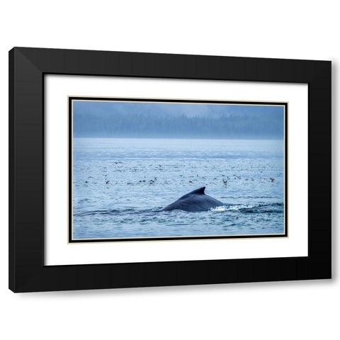 Humpback Whale-Ernest Sound-Wrangell-Alaska-USA Black Modern Wood Framed Art Print with Double Matting by Engelbrecht, Jim