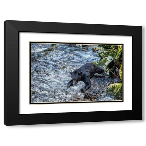 Black Bear-Salmon run-Anan Creek Wrangell-Alaska-USA Black Modern Wood Framed Art Print with Double Matting by Engelbrecht, Jim