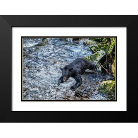Black Bear-Salmon run-Anan Creek Wrangell-Alaska-USA Black Modern Wood Framed Art Print with Double Matting by Engelbrecht, Jim