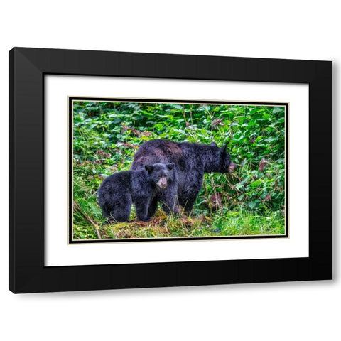Black Bear adult and Cub-Anan Creek-Wrangell-Alaska-USA Black Modern Wood Framed Art Print with Double Matting by Engelbrecht, Jim
