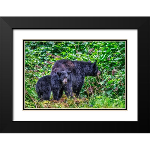 Black Bear adult and Cub-Anan Creek-Wrangell-Alaska-USA Black Modern Wood Framed Art Print with Double Matting by Engelbrecht, Jim