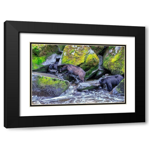 Black Bear-Salmon run-Anan Creek Wrangell-Alaska-USA Black Modern Wood Framed Art Print with Double Matting by Engelbrecht, Jim