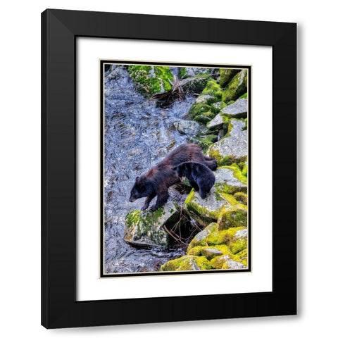 Black Bear adult and Cub-Anan Creek-Wrangell-Alaska-USA Black Modern Wood Framed Art Print with Double Matting by Engelbrecht, Jim