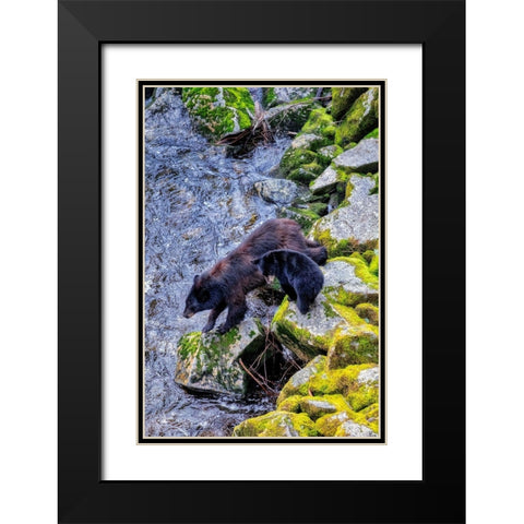 Black Bear adult and Cub-Anan Creek-Wrangell-Alaska-USA Black Modern Wood Framed Art Print with Double Matting by Engelbrecht, Jim