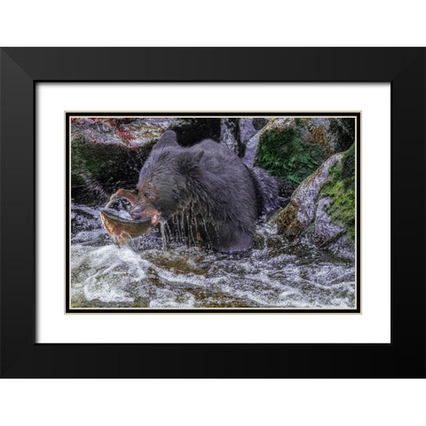 Black Bear-Salmon run-Anan Creek Wrangell-Alaska-USA Black Modern Wood Framed Art Print with Double Matting by Engelbrecht, Jim
