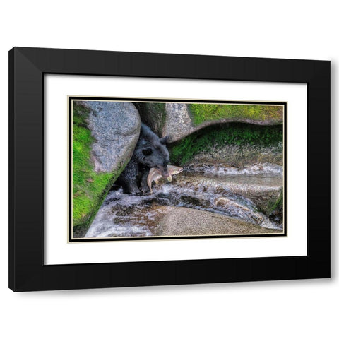 Black Bear-Salmon run-Anan Creek Wrangell-Alaska-USA Black Modern Wood Framed Art Print with Double Matting by Engelbrecht, Jim