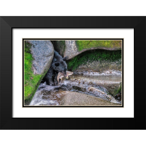 Black Bear-Salmon run-Anan Creek Wrangell-Alaska-USA Black Modern Wood Framed Art Print with Double Matting by Engelbrecht, Jim
