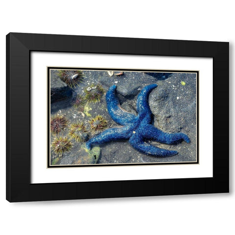 Blue Sea Star-tidal pool-Juneau-Alaska-USA Black Modern Wood Framed Art Print with Double Matting by Engelbrecht, Jim