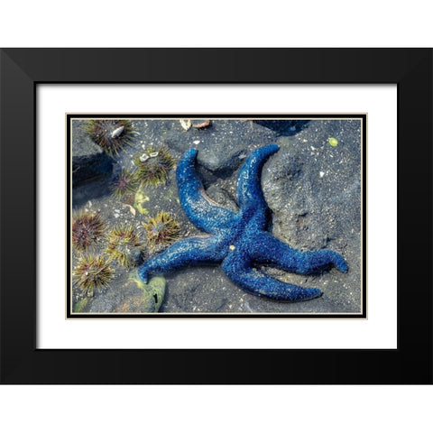 Blue Sea Star-tidal pool-Juneau-Alaska-USA Black Modern Wood Framed Art Print with Double Matting by Engelbrecht, Jim