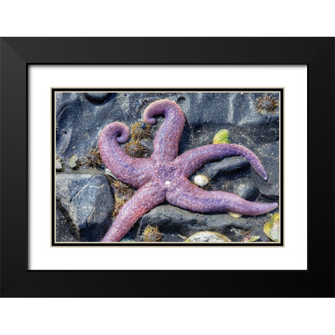 Purple Star-starfish-tidal pool-Juneau-Alaska-USA Black Modern Wood Framed Art Print with Double Matting by Engelbrecht, Jim