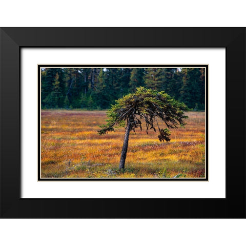 Homer-Alaska-miniature-black spruce-autumn colored field Black Modern Wood Framed Art Print with Double Matting by Sienda, Jolly
