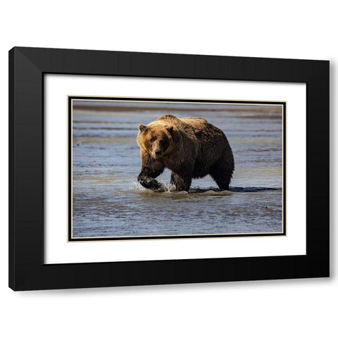 Lake Clark National Park and Preserve-Alaska-wilderness-bears-low tide-splashes-water-paw Black Modern Wood Framed Art Print with Double Matting by Sienda, Jolly