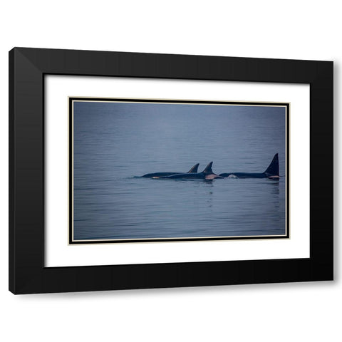 Kenai Fjords-Alaska-pod of Orca Killer Whales Black Modern Wood Framed Art Print with Double Matting by Sienda, Jolly
