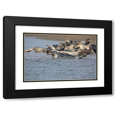 Lake Clark National Park and Preserve-Cook Inlet-Kenai Peninsula-Alaska-pod of seals on the mudflat Black Modern Wood Framed Art Print with Double Matting by Sienda, Jolly