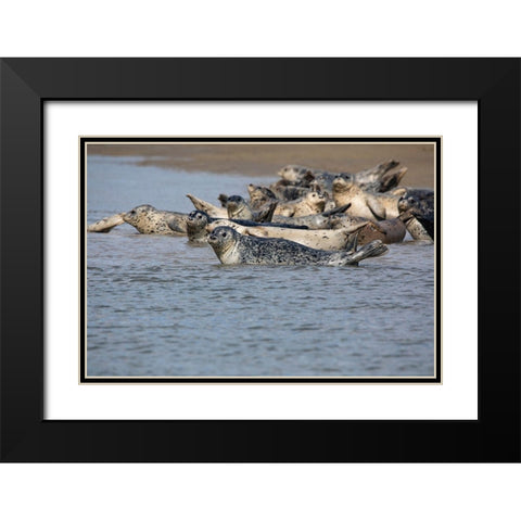 Lake Clark National Park and Preserve-Cook Inlet-Kenai Peninsula-Alaska-pod of seals on the mudflat Black Modern Wood Framed Art Print with Double Matting by Sienda, Jolly