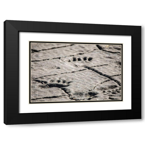 Lake Clark National Park and Preserve-Cook Inlet-Kenai Peninsula-Alaska-animal-footprints-mudflat Black Modern Wood Framed Art Print with Double Matting by Sienda, Jolly