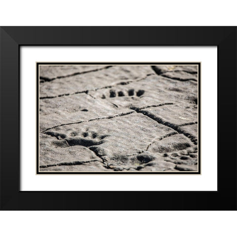 Lake Clark National Park and Preserve-Cook Inlet-Kenai Peninsula-Alaska-animal-footprints-mudflat Black Modern Wood Framed Art Print with Double Matting by Sienda, Jolly