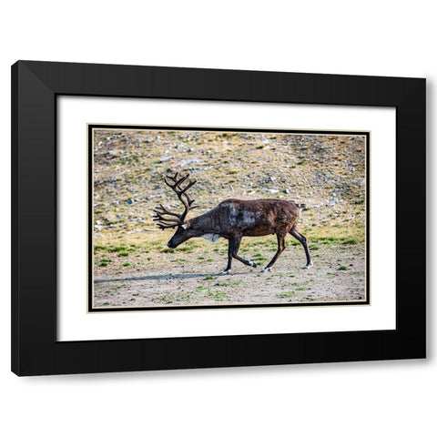 Denali-Alaska-Reindeer-large antlers-caribou Black Modern Wood Framed Art Print with Double Matting by Sienda, Jolly