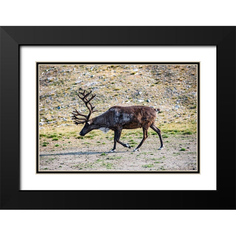 Denali-Alaska-Reindeer-large antlers-caribou Black Modern Wood Framed Art Print with Double Matting by Sienda, Jolly