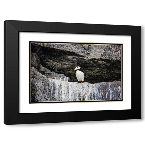 Seward-Alaska-Kenai Peninsula-puffin-seabird Black Modern Wood Framed Art Print with Double Matting by Sienda, Jolly