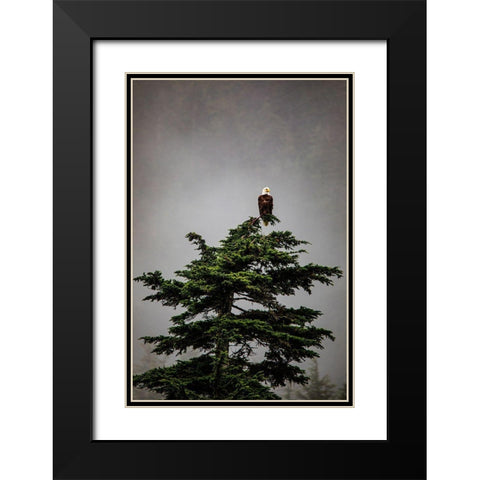 Prince William Sound-Alaska-Valdez-Bald Eagle perched on evergreen tree Black Modern Wood Framed Art Print with Double Matting by Sienda, Jolly