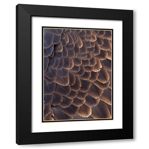 Close-up of Bald Eagle feather-Homer-Alaska-USA Black Modern Wood Framed Art Print with Double Matting by Su, Keren