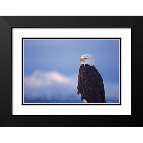 Bald Eagle-Homer-Alaska-USA Black Modern Wood Framed Art Print with Double Matting by Su, Keren