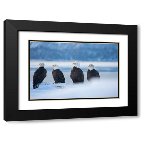 Bald Eagle-Homer-Alaska-USA Black Modern Wood Framed Art Print with Double Matting by Su, Keren