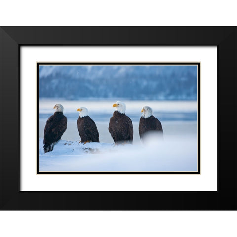 Bald Eagle-Homer-Alaska-USA Black Modern Wood Framed Art Print with Double Matting by Su, Keren