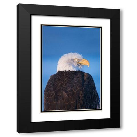 Bald Eagle-Homer-Alaska-USA Black Modern Wood Framed Art Print with Double Matting by Su, Keren