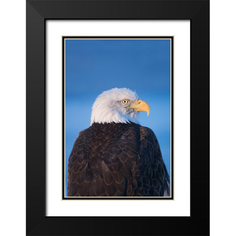 Bald Eagle-Homer-Alaska-USA Black Modern Wood Framed Art Print with Double Matting by Su, Keren