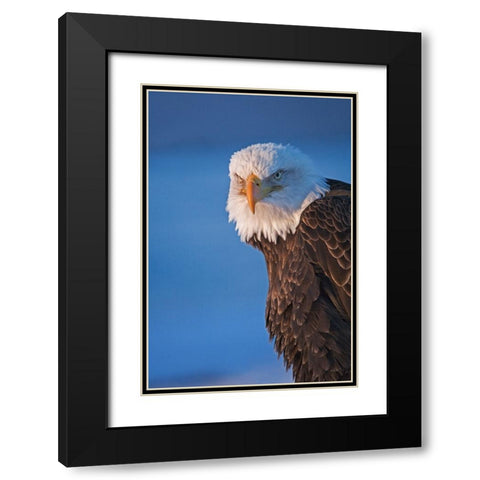 Bald Eagle-Homer-Alaska-USA Black Modern Wood Framed Art Print with Double Matting by Su, Keren